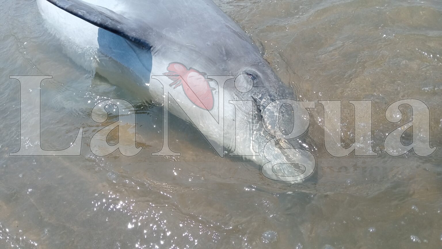 Aparece delfín muerto en playa de Coatzacoalcos