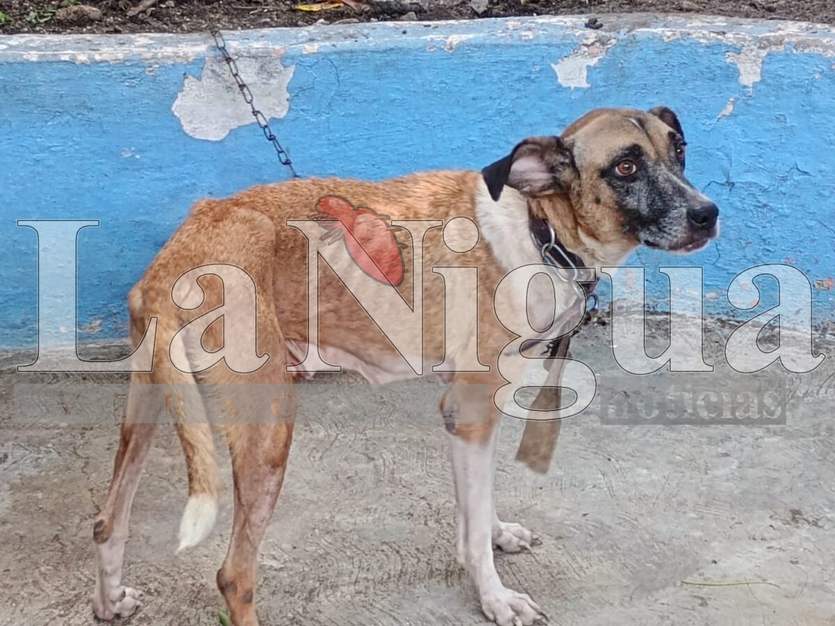 Reportan un alto número de casos de maltrato y abandono de animales en Jáltipan