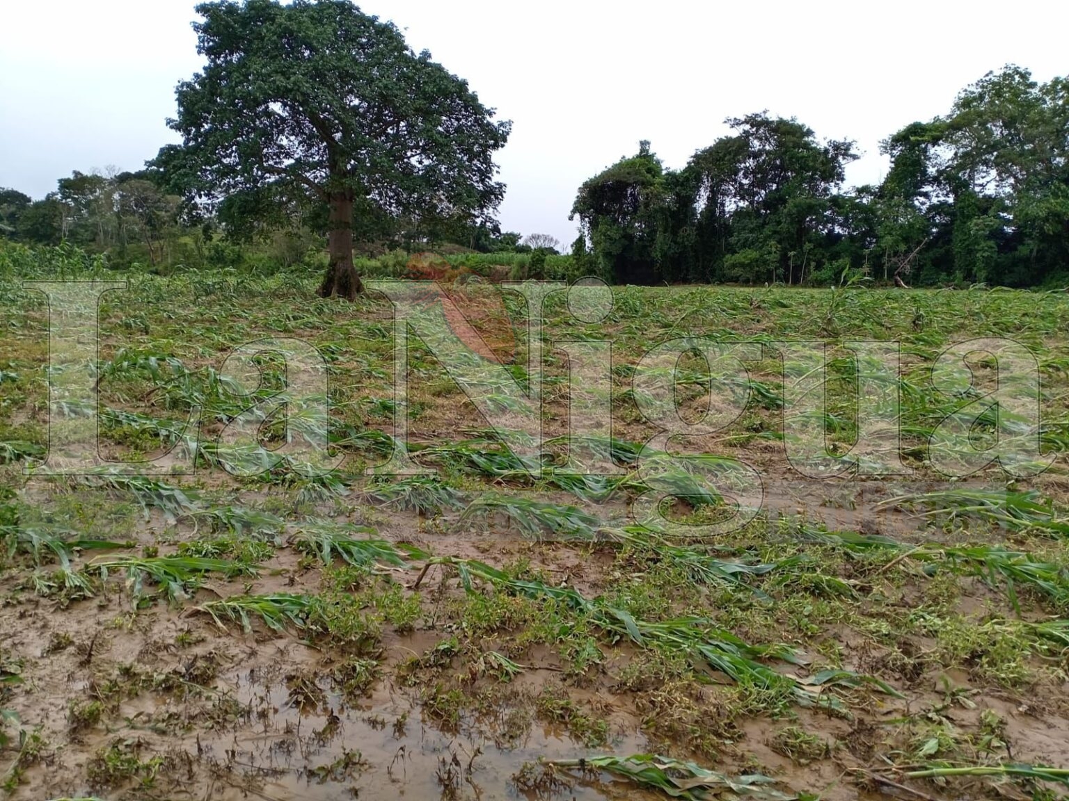 Pérdidas en el campo: Frente frío 28 arrasa con cosechas de maíz en Las Choapas