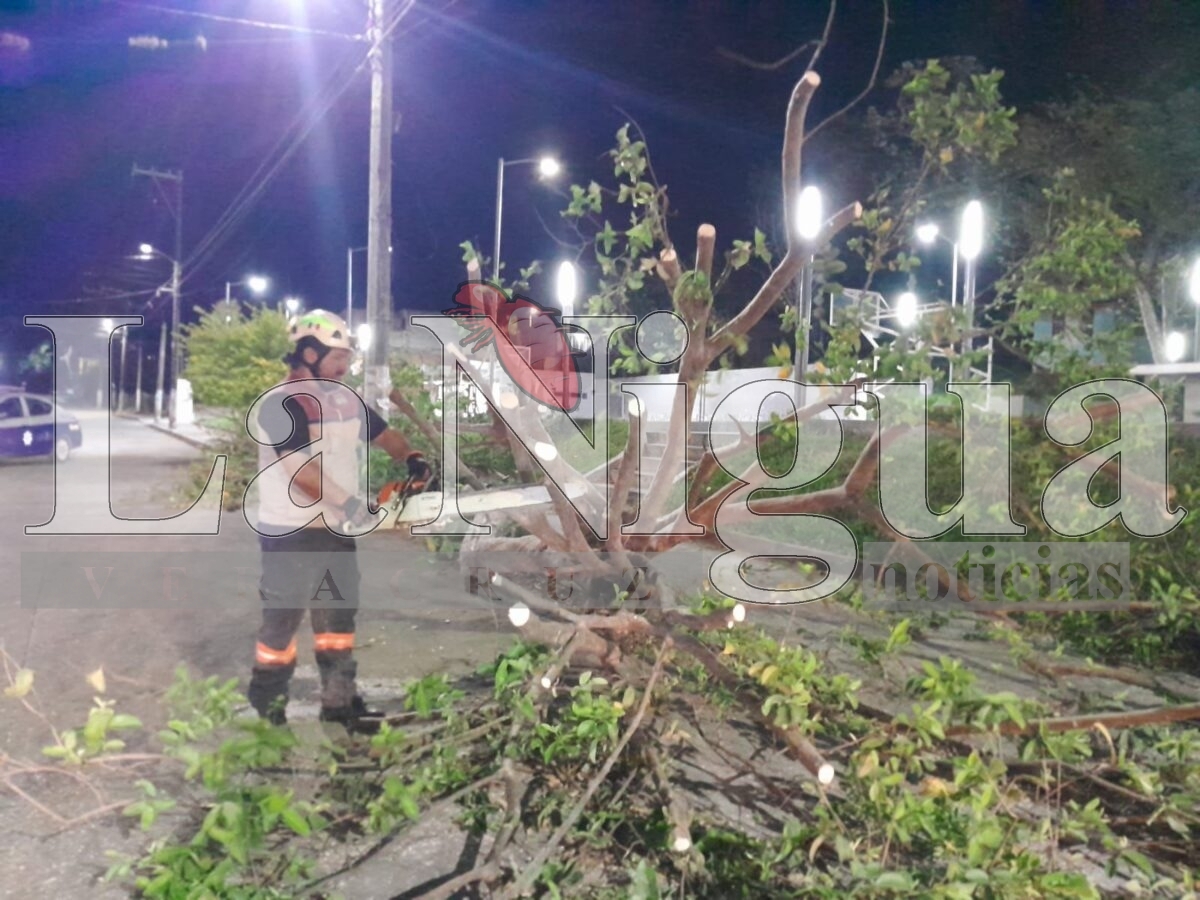Continúa UMPC supervisión ante Surada; reportan solo 2 árboles caídos, hasta el momento