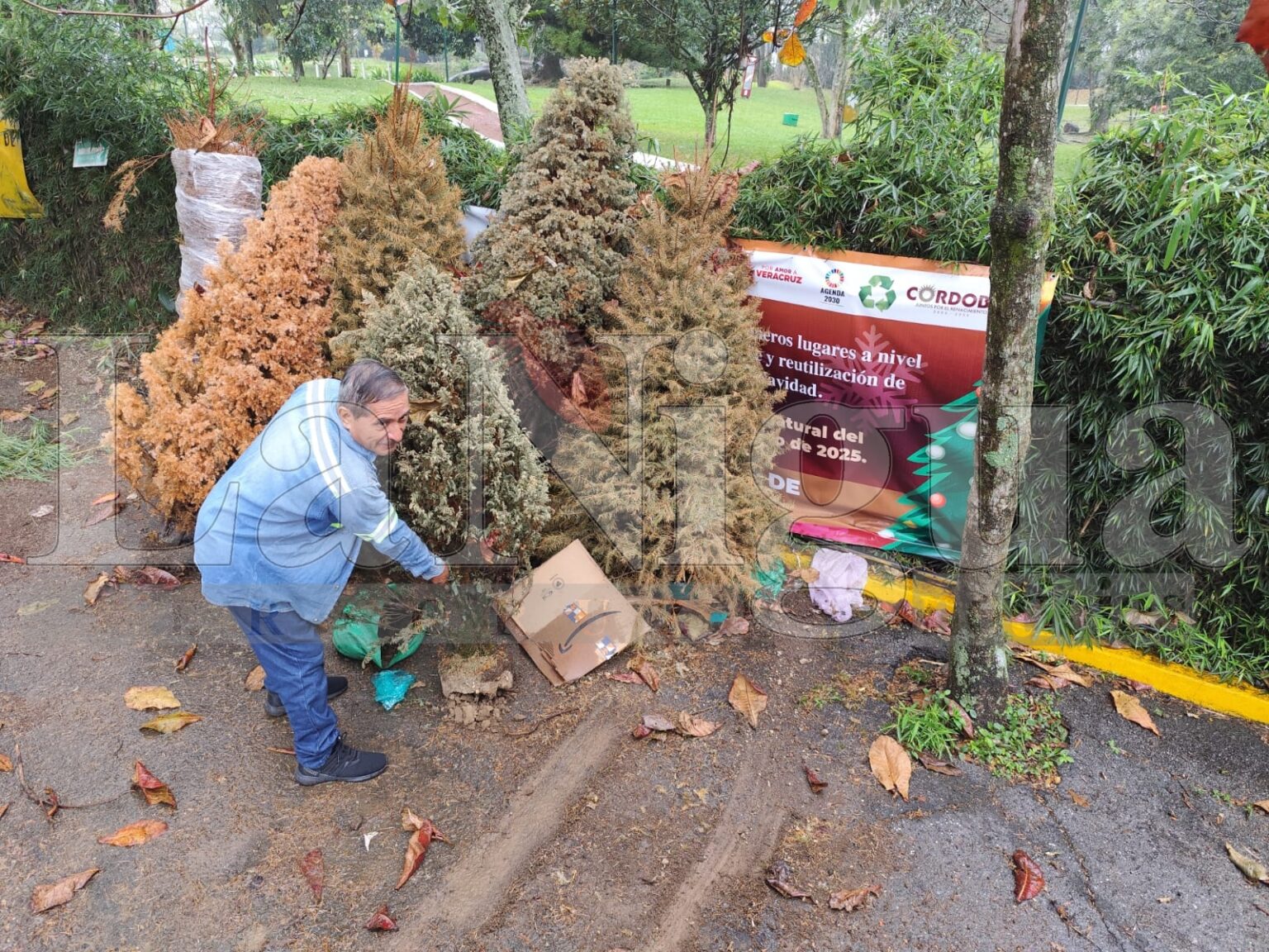 Ecología sigue recibiendo arbolitos navideños en la Campaña Eco Navidad