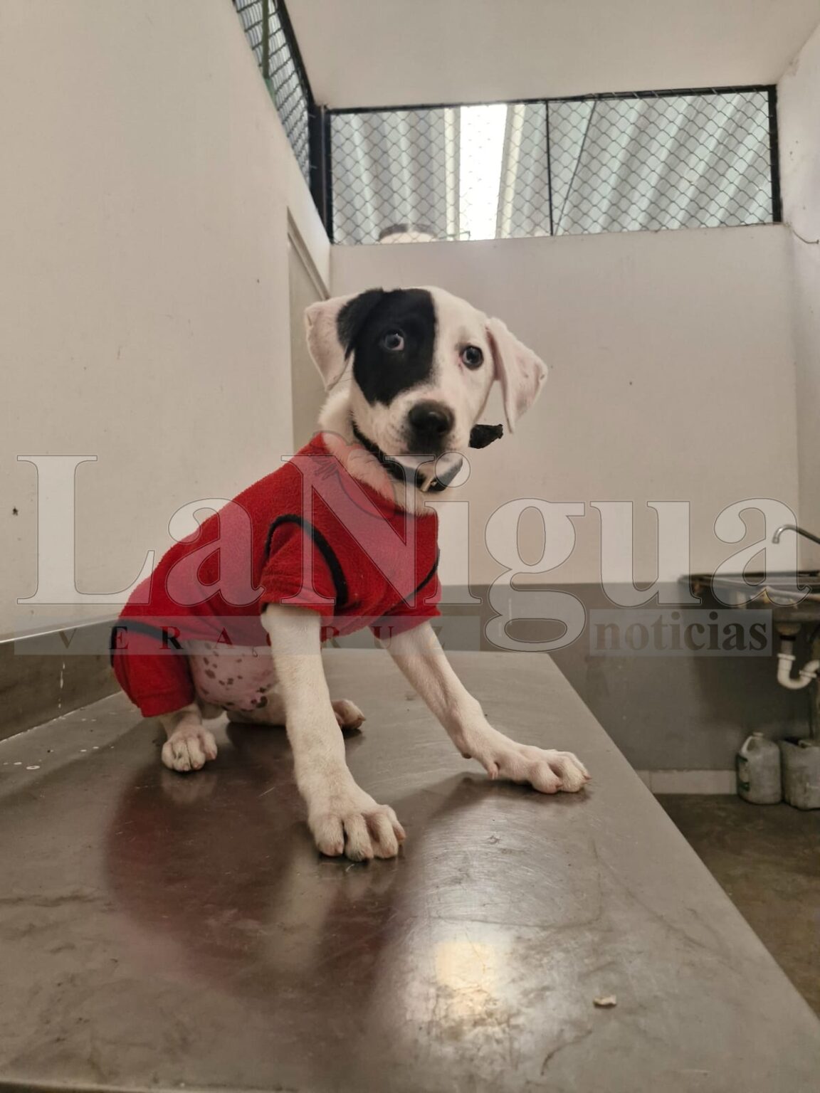 “Max” busca un hogar, invita CBA una adopción responsable