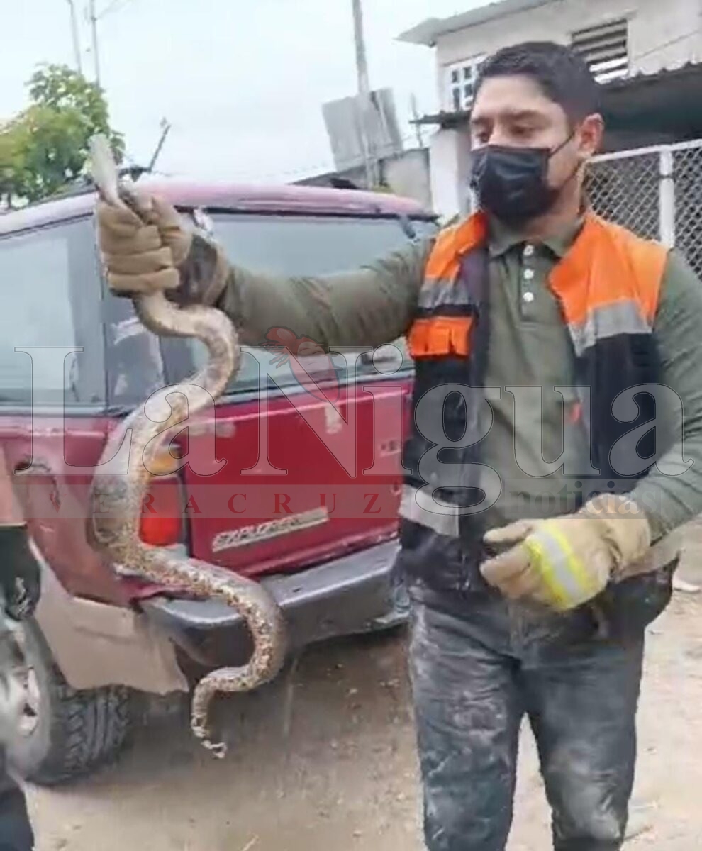 Protección Civil captura y libera serpiente en Las Choapas 4 img 20250321 wa01707107924712095854650