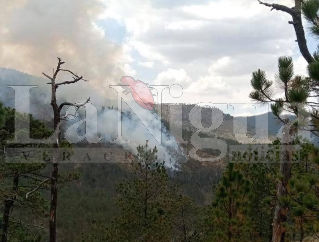 SE DESATA INCENDIO FORESTAL EN CALCAHUALCO 1 img 20250323 wa01046927515609407666512