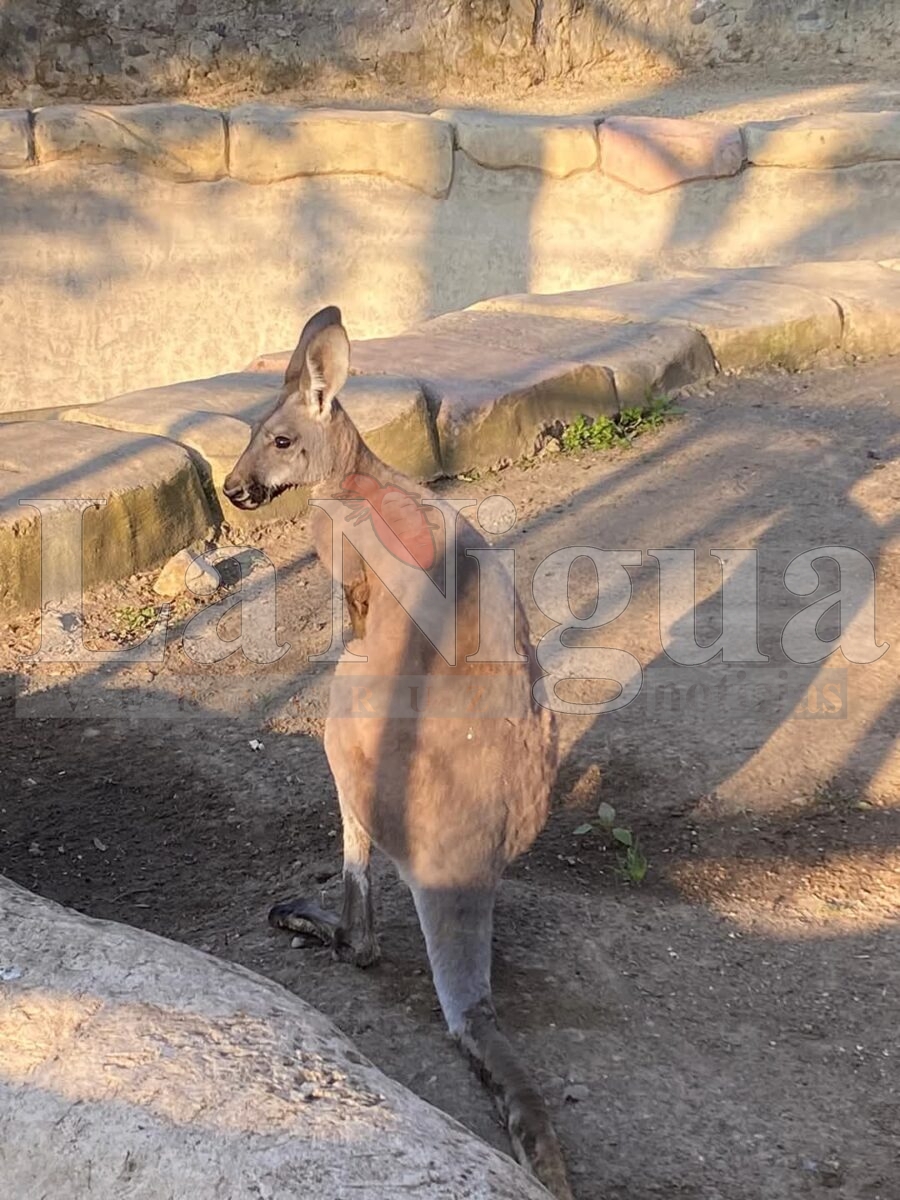 Muerte de “Skippy”, el canguro del Paseo del Río, conmociona a Orizaba