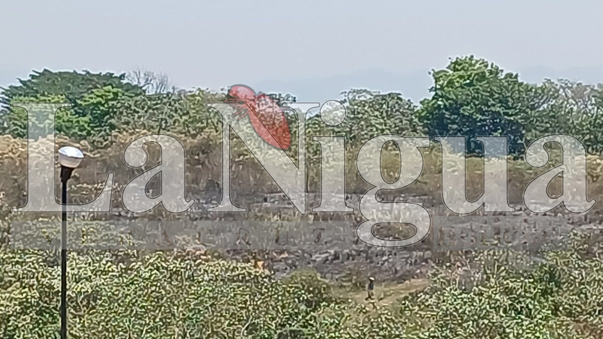 Incendio de pastizal en la colonia Del Ángel es controlado por bomberos y voluntarios en Córdoba 3 img 20250404 wa00818483850612662137168