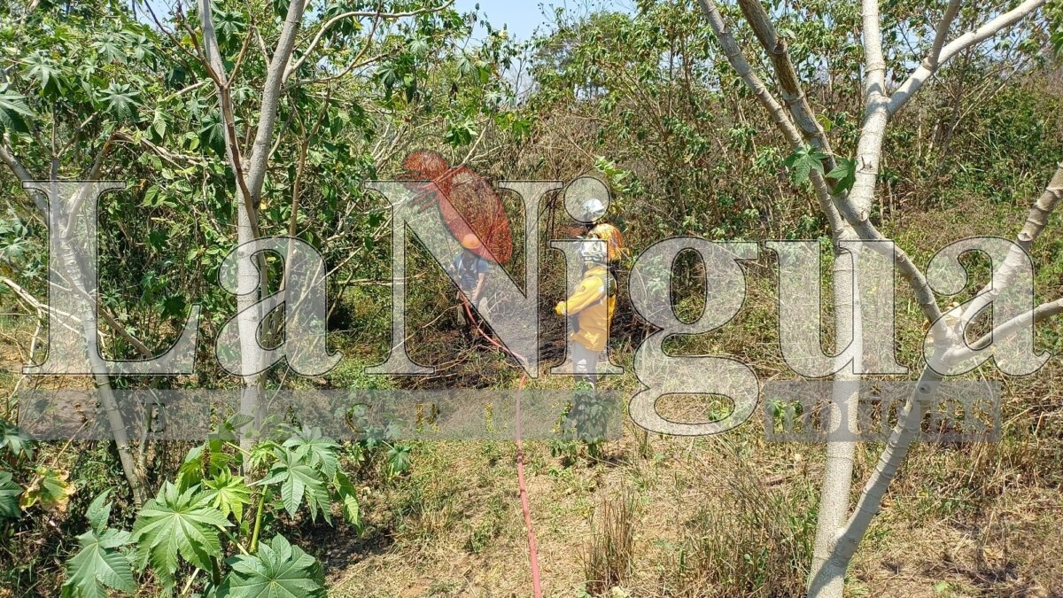 Incendio de pastizal en la colonia Del Ángel es controlado por bomberos y voluntarios en Córdoba 2 img 20250404 wa0082227624587145893047