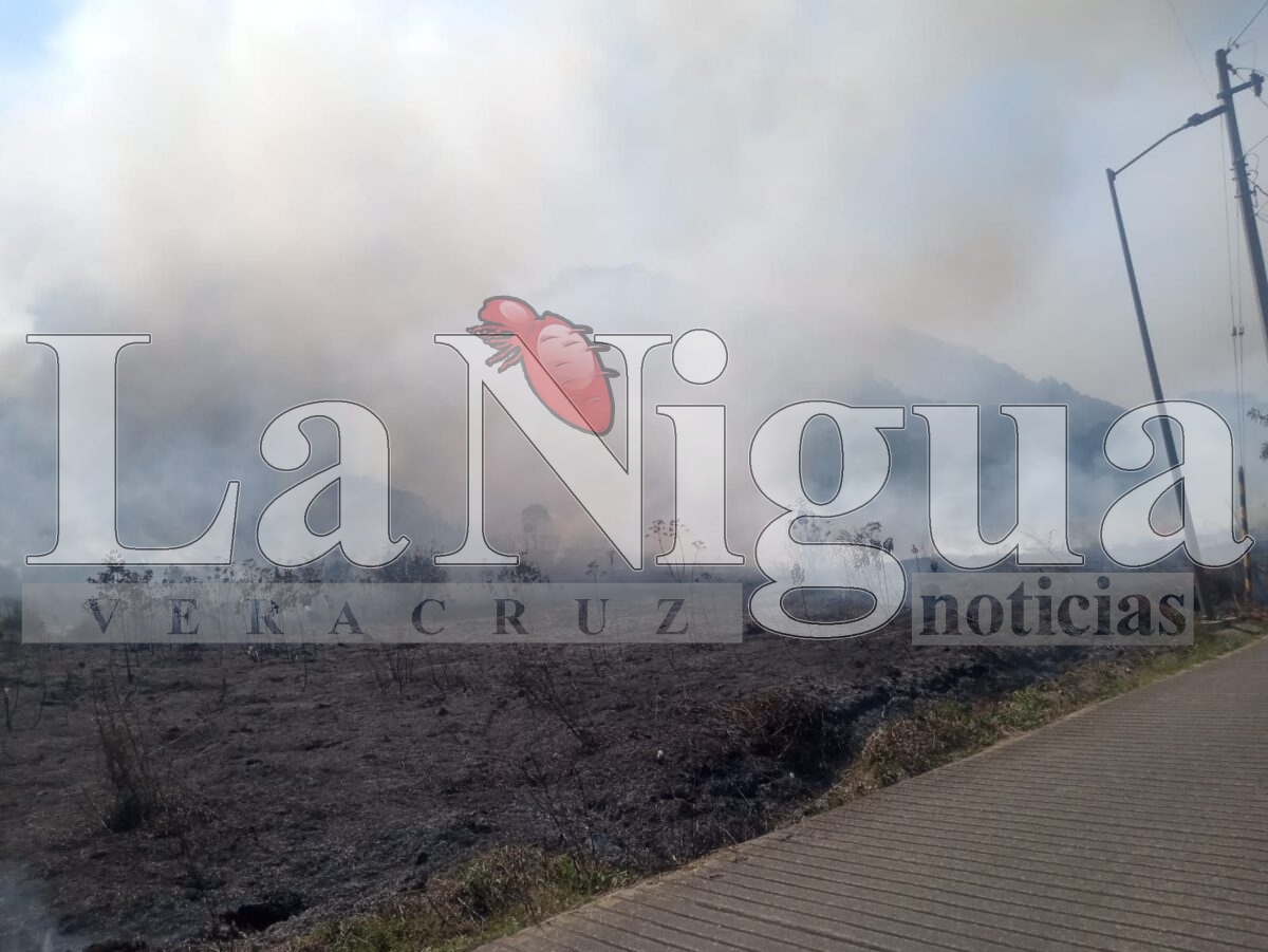 Se registran múltiples incendios de pastizales en Córdoba; atienden cuerpos de emergencia 4 img 20250404 wa00905944670141231871030