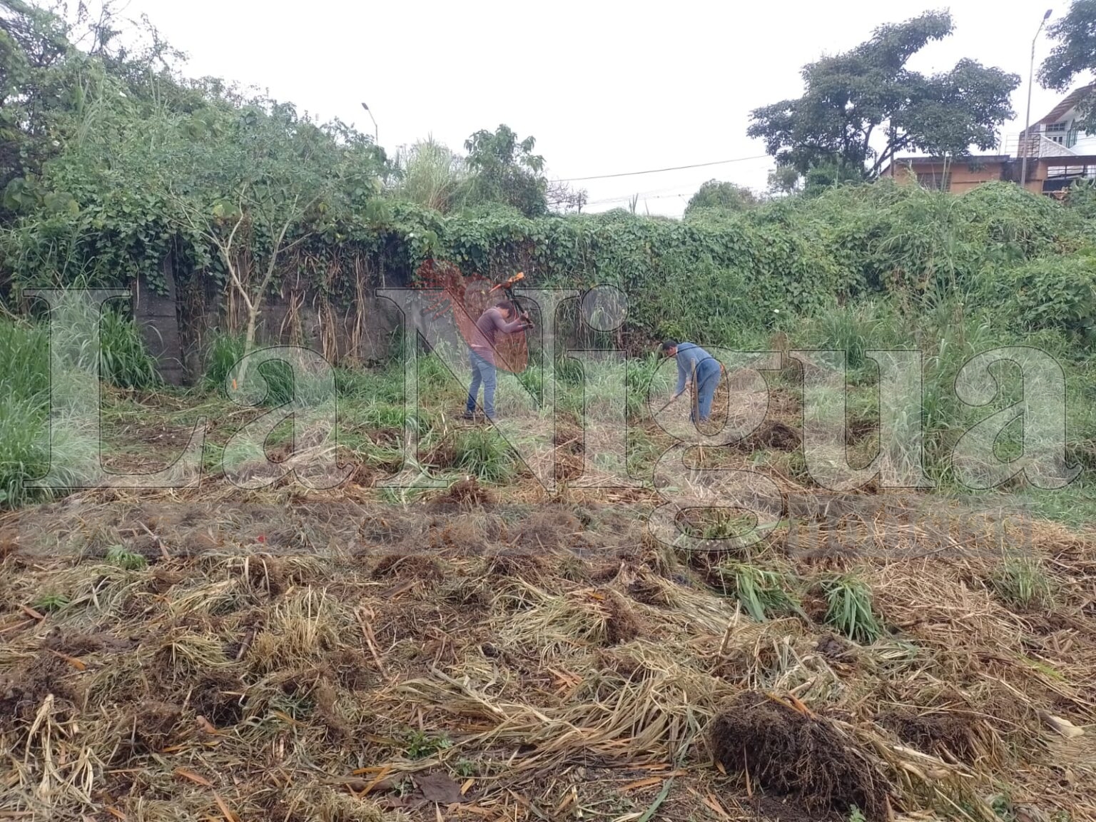 Invitan a mantener áreas verdes libres de desechos