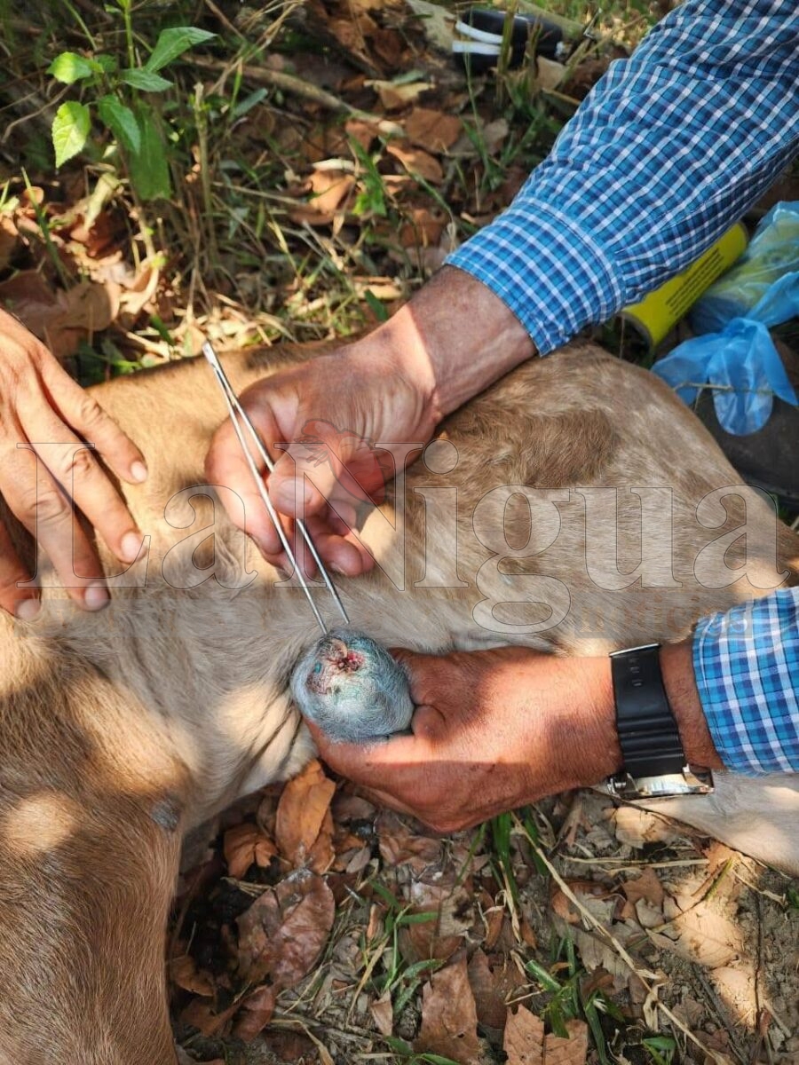Detectan gusano barrenador en becerro recién nacido en Las Choapas.