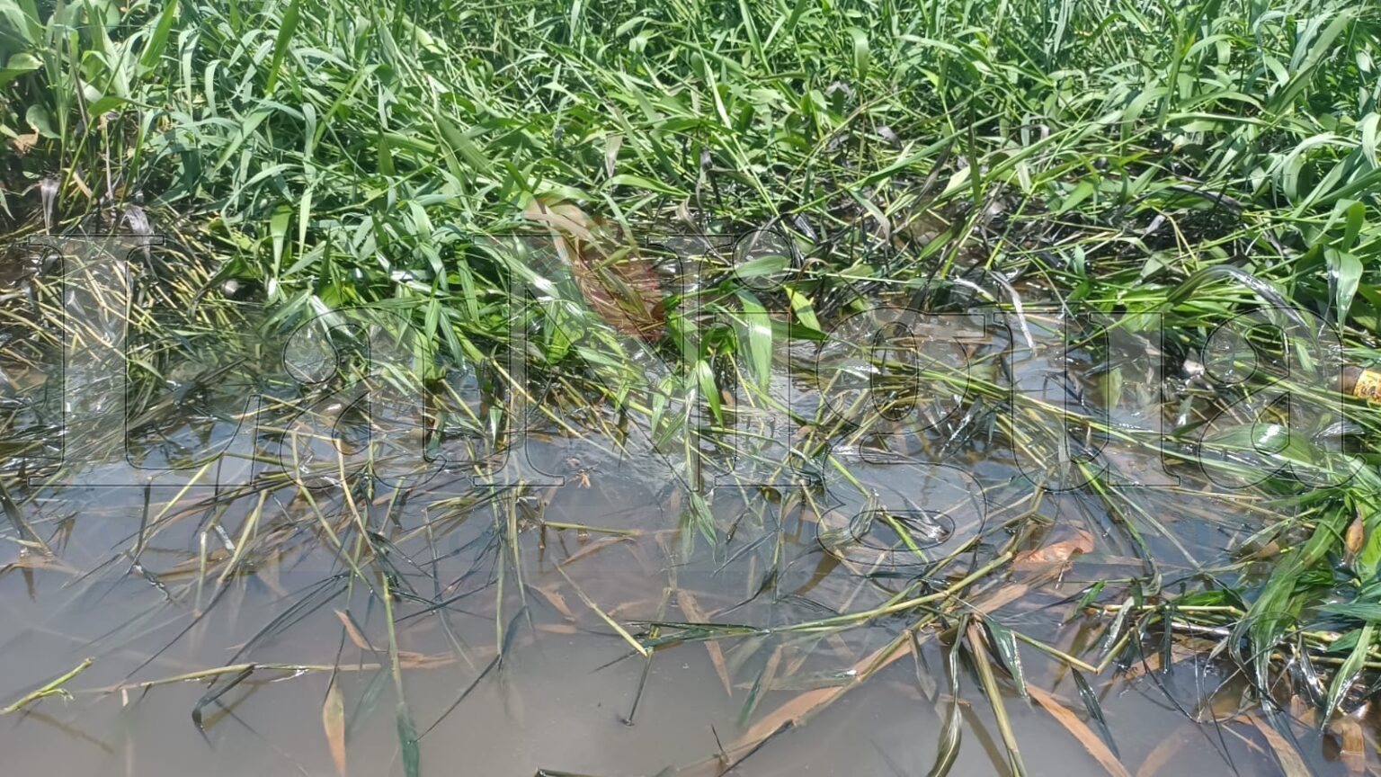 Ocho derrames de hidrocarburo en el río Coatzacoalcos lo que ha provocado la refinería general Lázaro Cárdenas