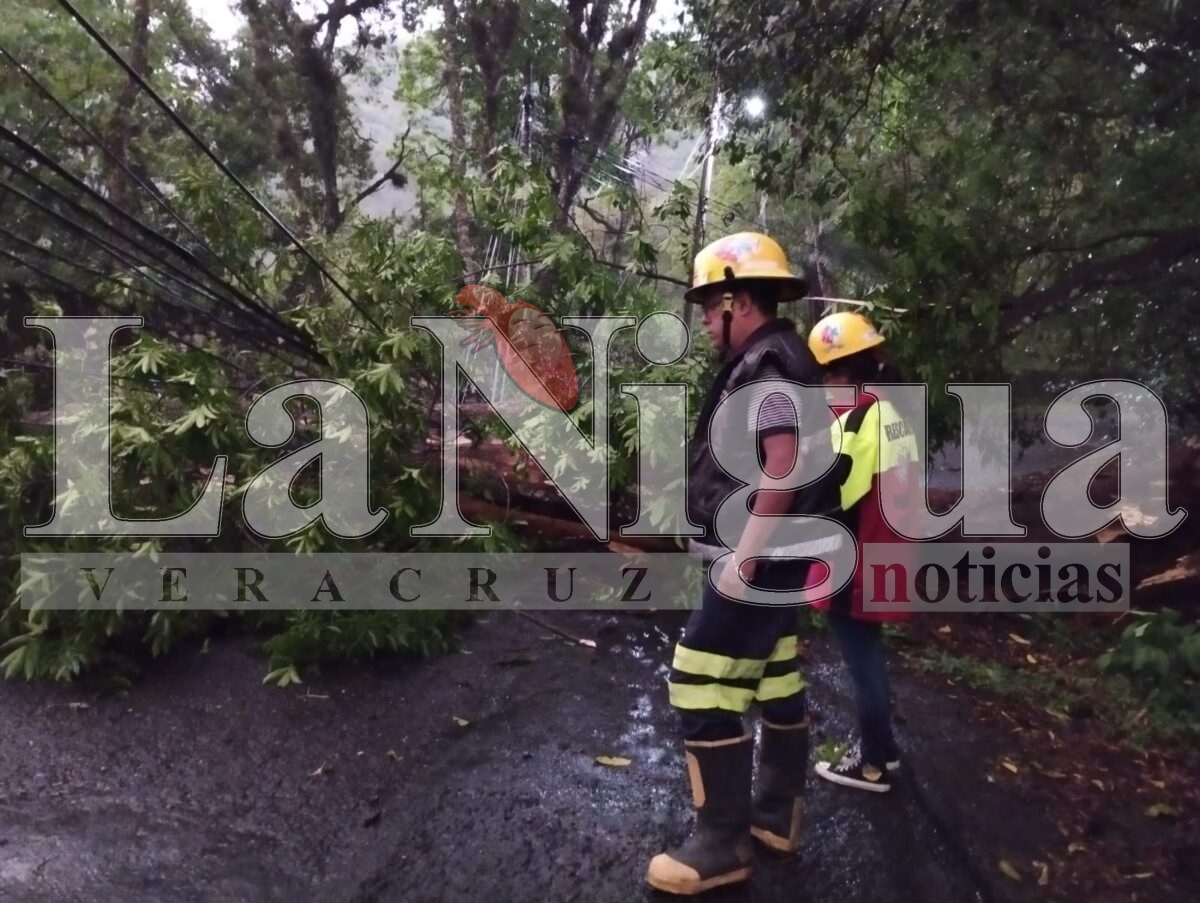 Varios incidentes tras tormenta en Fortín: caída de árbol, inundaciones y daños menores 7 img 20250503 wa01248618781204737155008