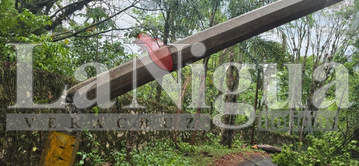 Varios incidentes tras tormenta en Fortín: caída de árbol, inundaciones y daños menores 5 img 20250503 wa01296898490446006728324