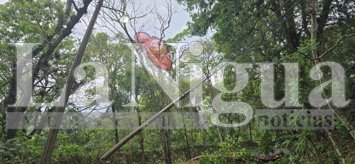 Varios incidentes tras tormenta en Fortín: caída de árbol, inundaciones y daños menores 11 img 20250503 wa01308961784979343566030