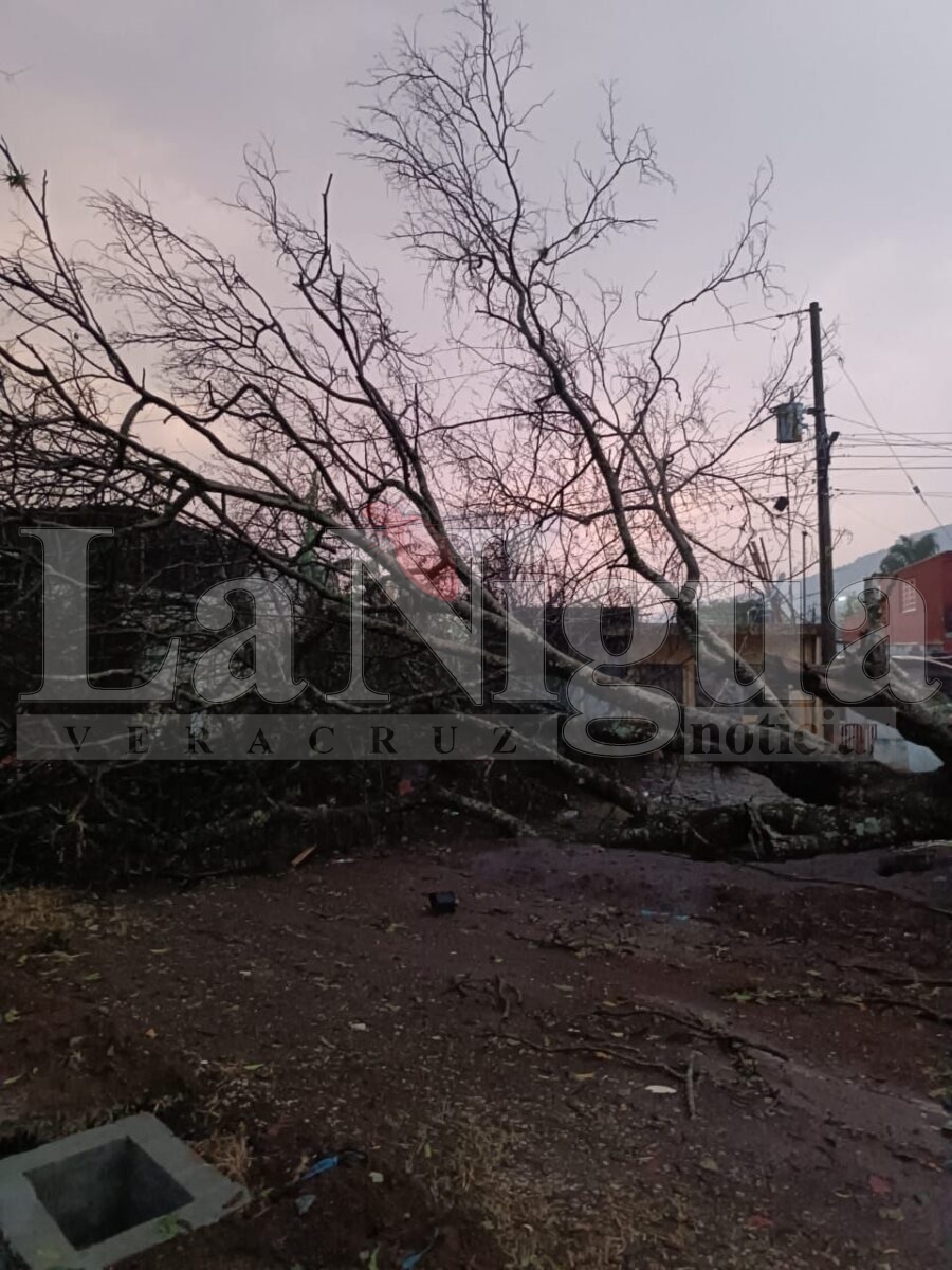 Atiende Protección Civil, Dirección de Servicios Municipales y CASF incidentes ocasionados por tormenta eléctrica 2 img 20250503 wa01483218571268117624448