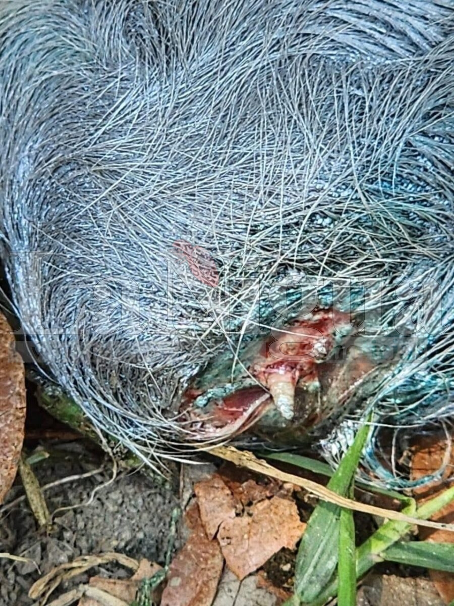 Detectan gusano barrenador en becerro recién nacido en Las Choapas. 1 img 20250509 wa00398118582041112053233