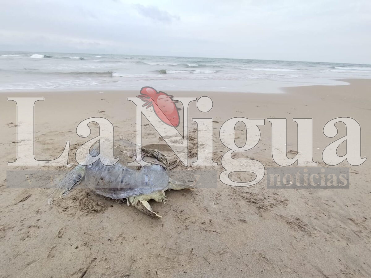 Tortuga marina aparece muerta en playa Las Palmitas de Agua Dulce; preocupa reiteración de casos en el sur de Veracruz.