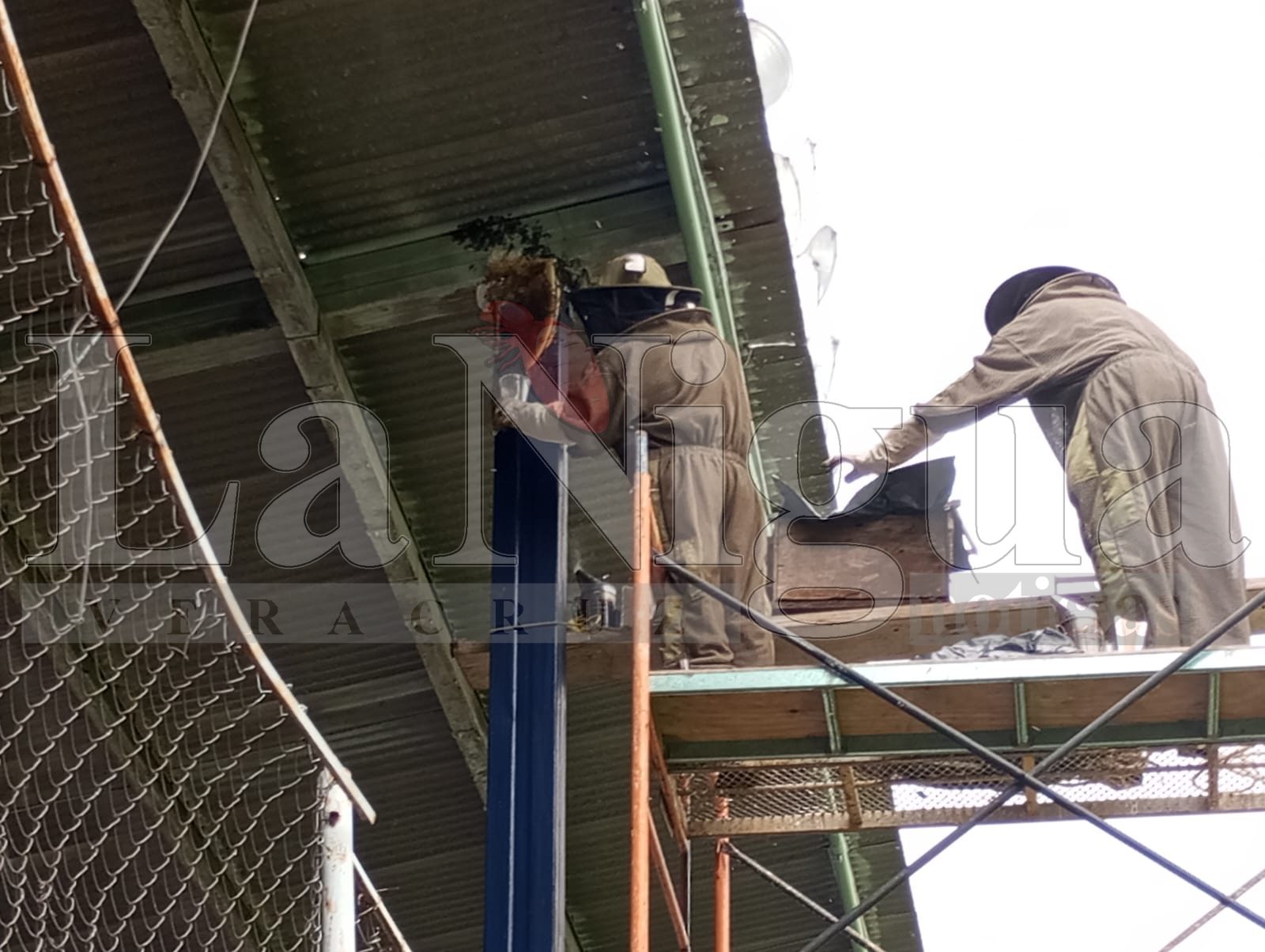 Exhorta Fomento Agropecuario a no dañar a las abejas y reportar colmenas 4 WhatsApp Image 2025 06 26 at 14.10.03 1