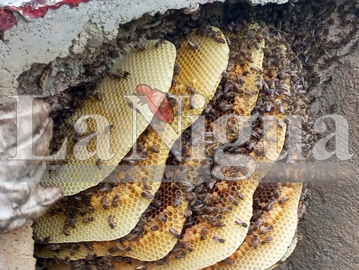Exhorta Fomento Agropecuario a no dañar a las abejas y reportar colmenas