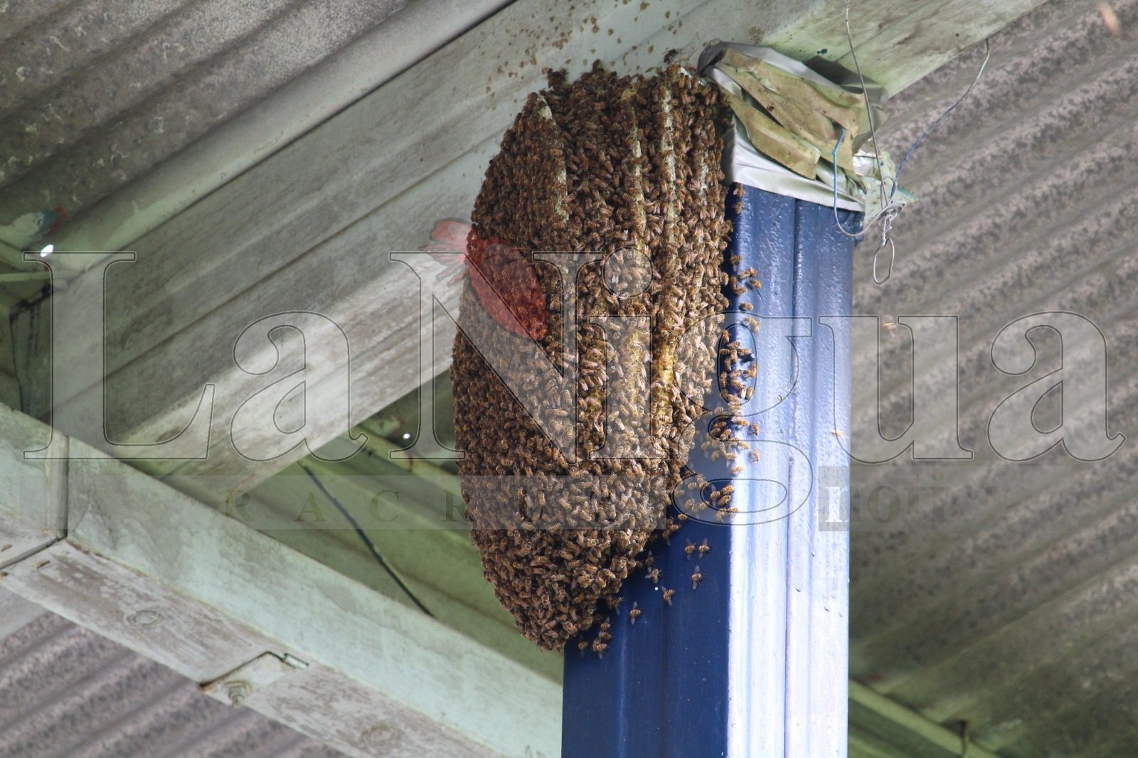 Exhorta Fomento Agropecuario a no dañar a las abejas y reportar colmenas 3 WhatsApp Image 2025 06 26 at 14.10.03 2