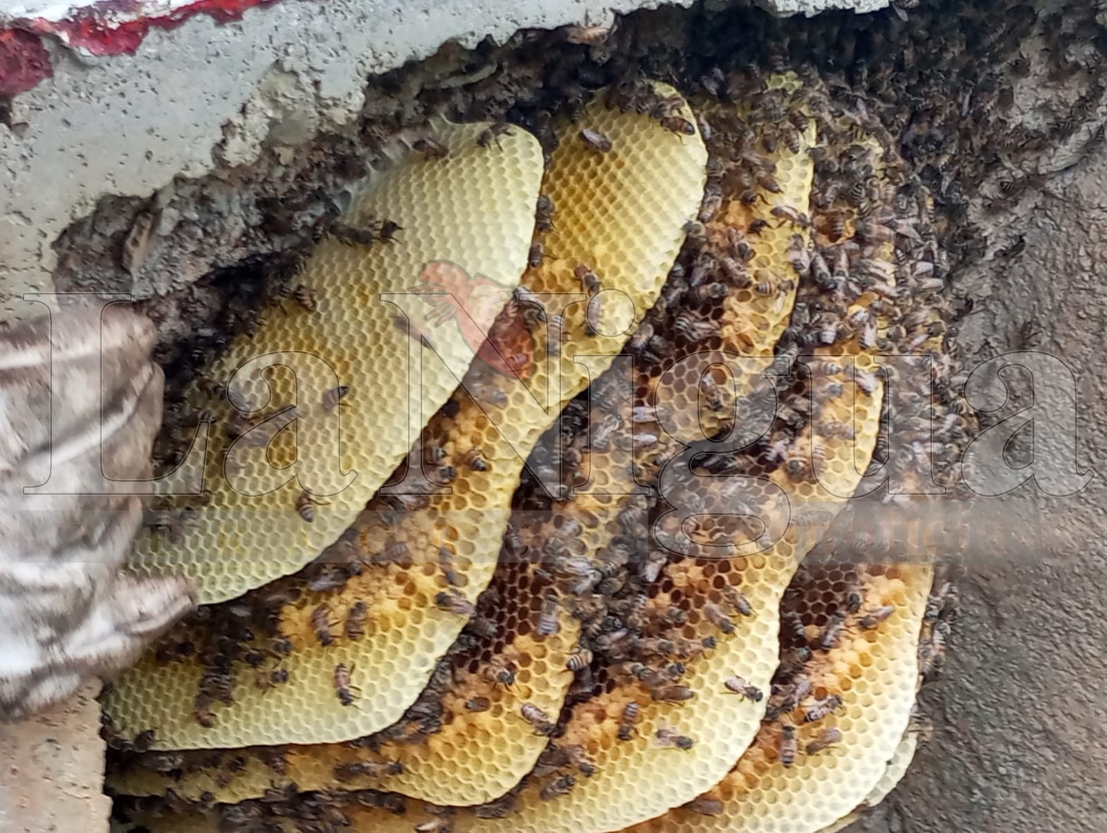 Exhorta Fomento Agropecuario a no dañar a las abejas y reportar colmenas 5 WhatsApp Image 2025 06 26 at 14.10.03