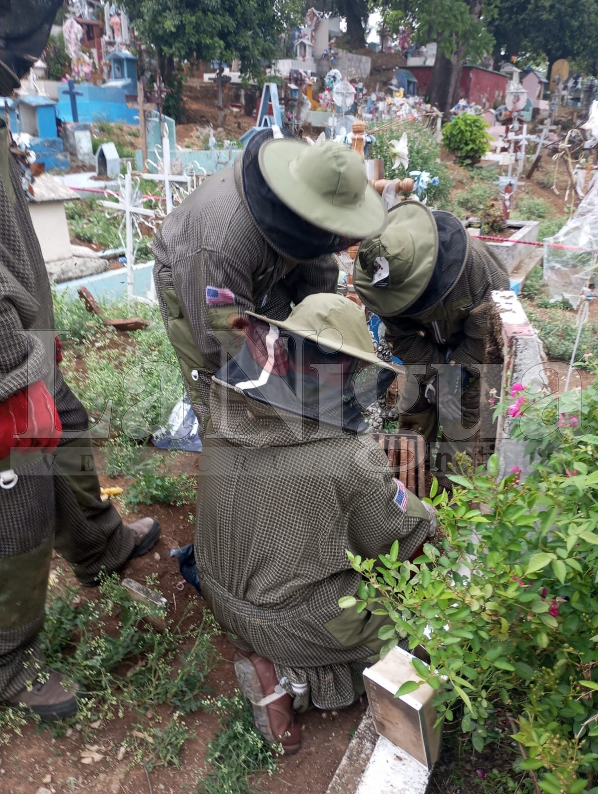 Exhorta Fomento Agropecuario a no dañar a las abejas y reportar colmenas 2 WhatsApp Image 2025 06 26 at 14.10.04