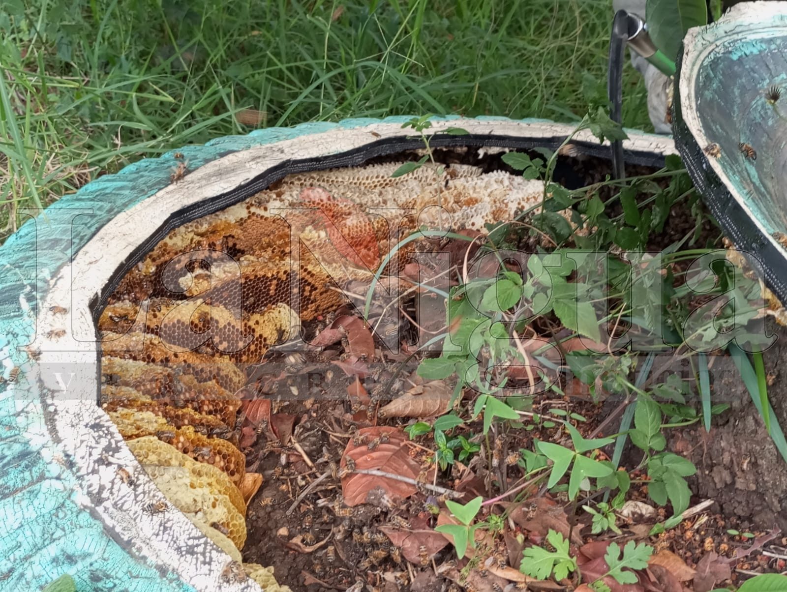 Exhorta Fomento Agropecuario a no dañar a las abejas y reportar colmenas 1 WhatsApp Image 2025 06 26 at 14.10.05