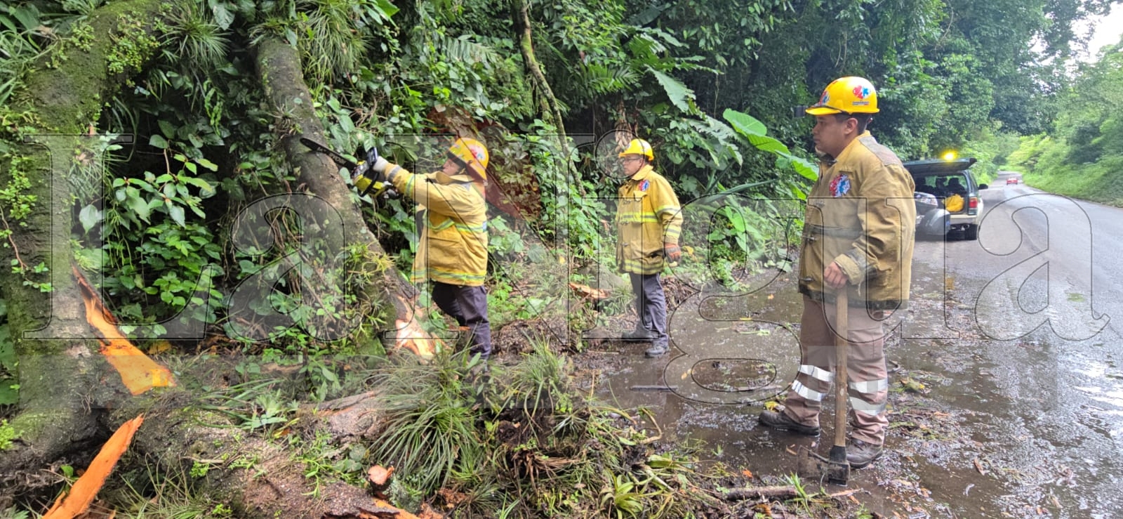 Deslaves y caída de árboles provocan cierre en la carretera Fortín-Orizaba; autoridades atienden emergencia sin reporte de lesionados 5 WhatsApp Image 2025 06 30 at 07.45.52 3