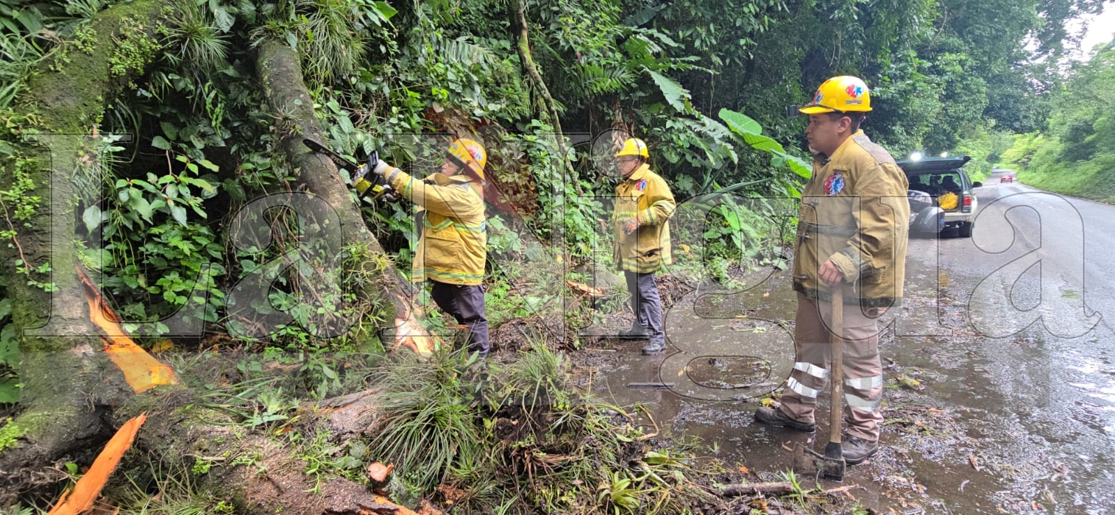 Deslaves y caída de árboles provocan cierre en la carretera Fortín-Orizaba; autoridades atienden emergencia sin reporte de lesionados 2 WhatsApp Image 2025 06 30 at 07.45.53 1