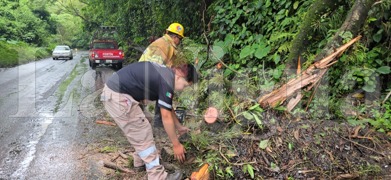 Deslaves y caída de árboles provocan cierre en la carretera Fortín-Orizaba; autoridades atienden emergencia sin reporte de lesionados WhatsApp Image 2025 06 30 at 07.45.53 2
