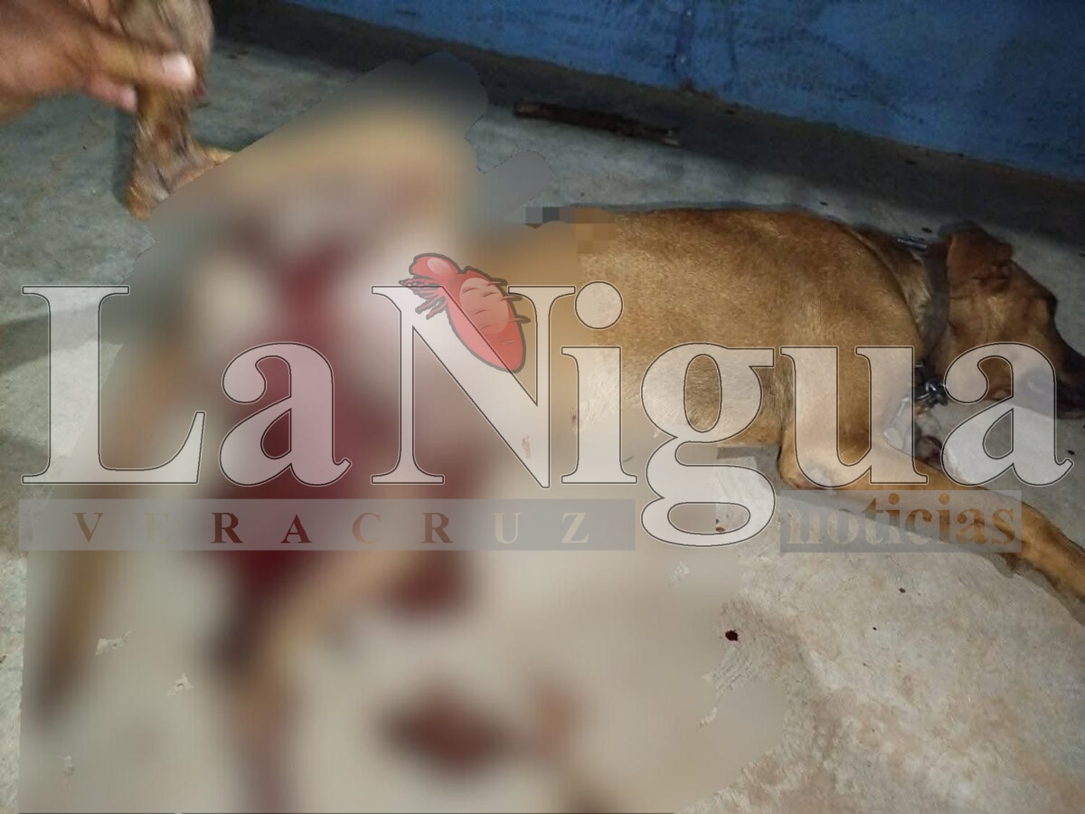 Crueldad extrema en Chinameca: perro muere desangrado tras ser castrado; autoridades prometen justicia. 2 img 20250622 wa00244940873696820682858