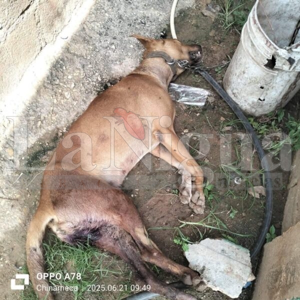 Crueldad extrema en Chinameca: perro muere desangrado tras ser castrado; autoridades prometen justicia. 3 img 20250622 wa00266792868243988272654