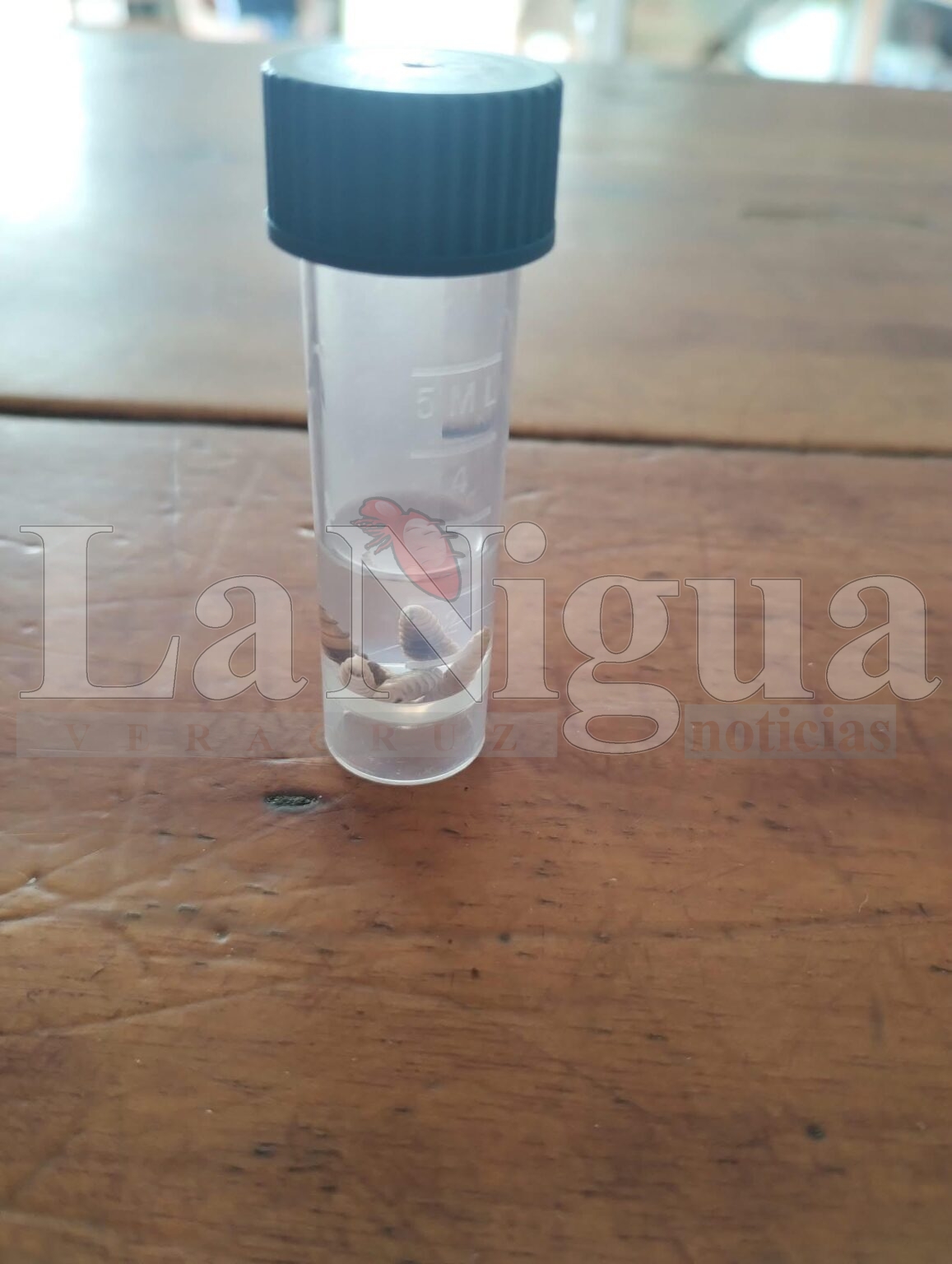 Posible caso de gusano barrenador en perros genera polémica en Coatzacoalcos; veterinarios llaman a no crear alarma sin diagnóstico oficial.