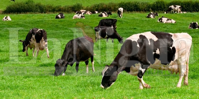 Orizaba sin casos de gusano barrenador; sector ganadero en alerta ante brotes en Veracruz