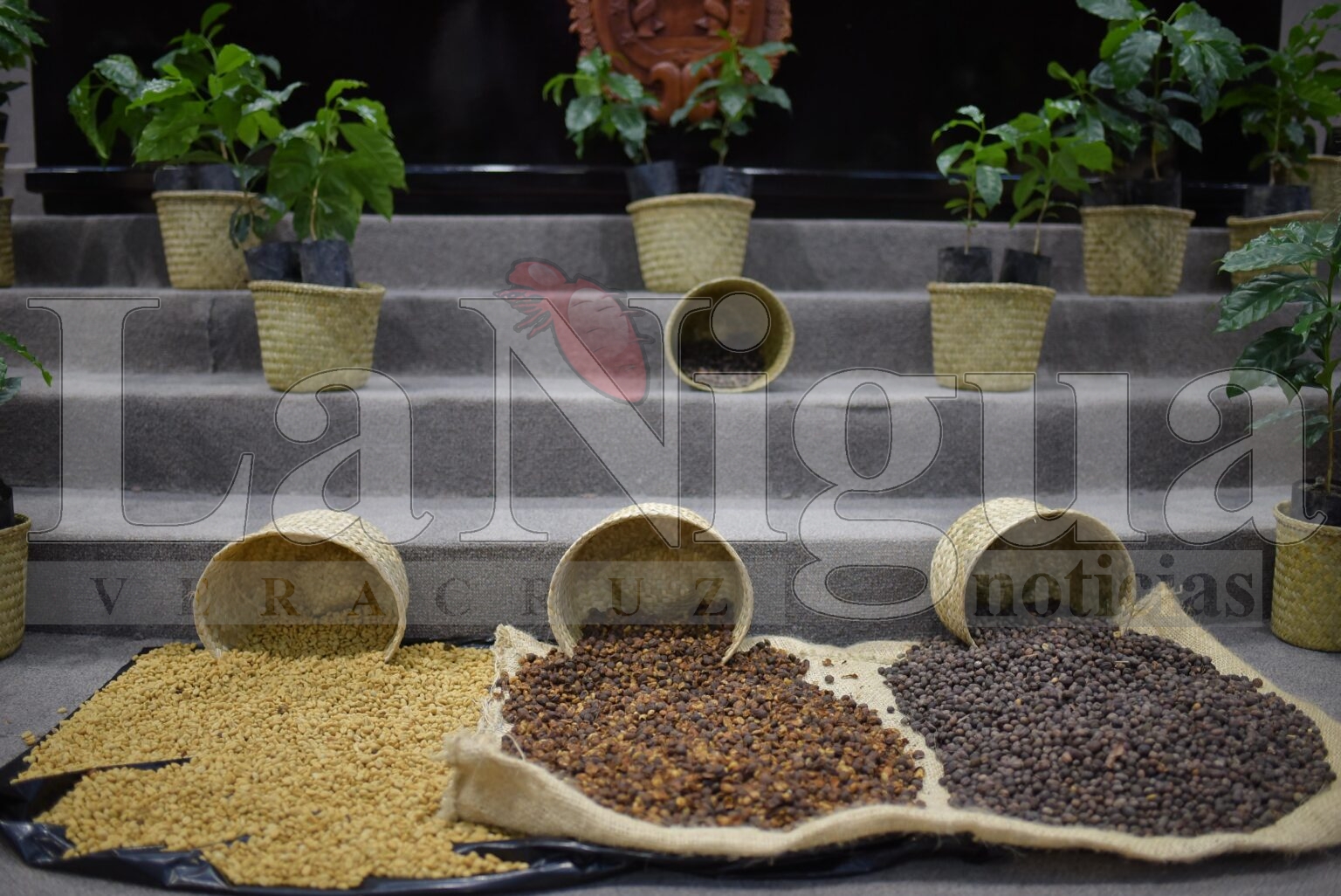 Crea Congreso Comisión Especial que atenderá la cafeticultura