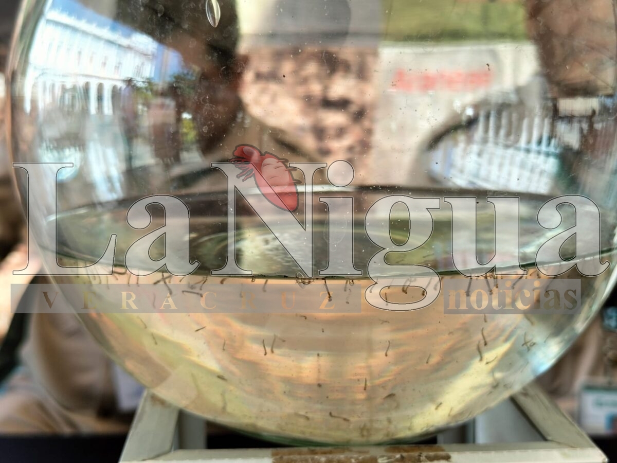 Exhorta Salud Municipal reforzar acciones preventivas para el mosco del dengue