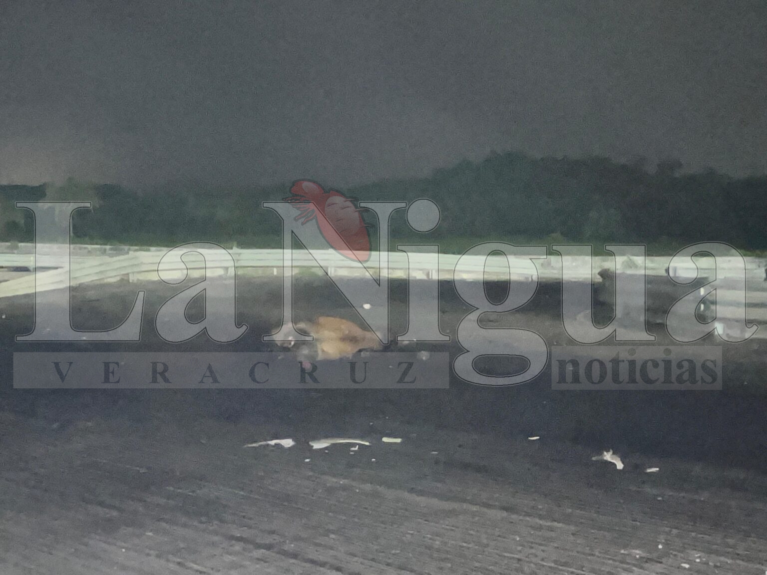 ¡Peligro en la Costera del Golfo! Vaca es atropellada y automovilistas exigen mayor seguridad