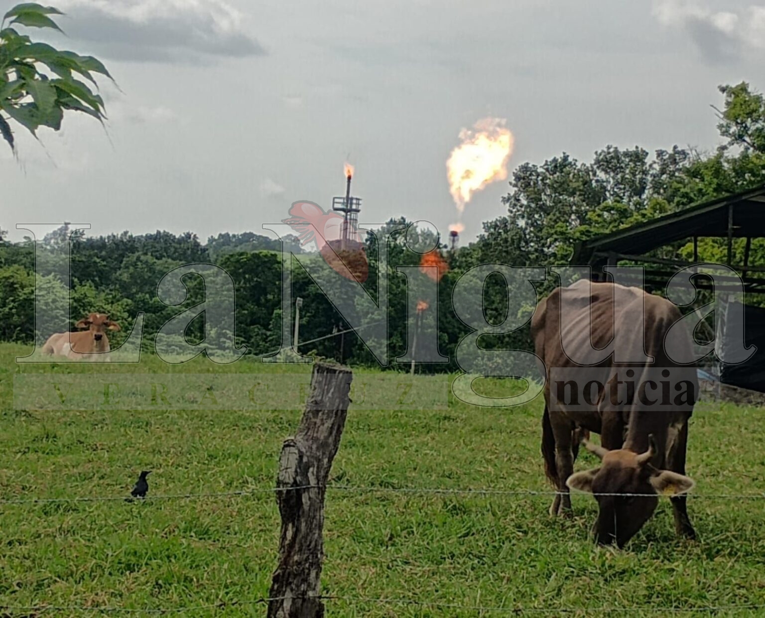 PEMEX causa desastre ambiental en San Juan Evangelista