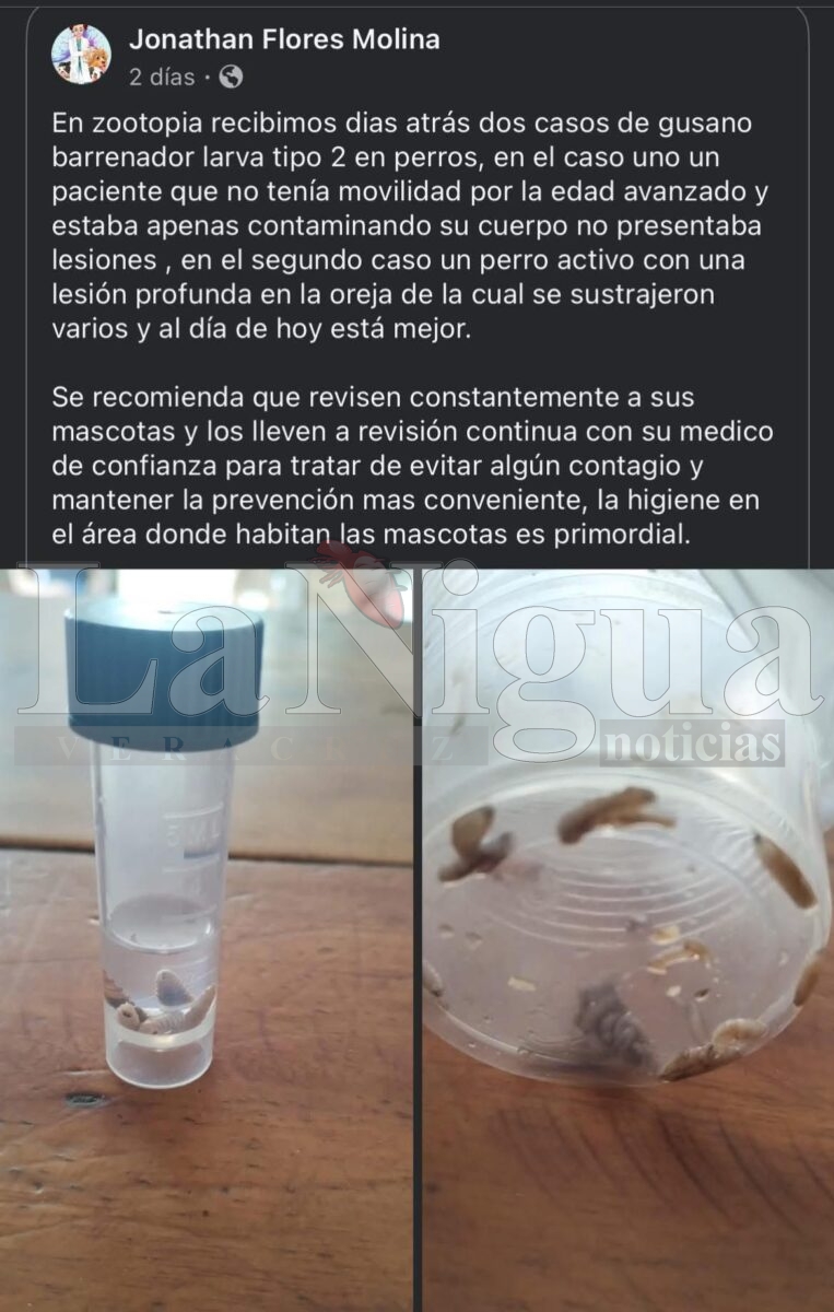 Posible caso de gusano barrenador en perros genera polémica en Coatzacoalcos; veterinarios llaman a no crear alarma sin diagnóstico oficial. 2 img 20250722 wa00939052370968850006569