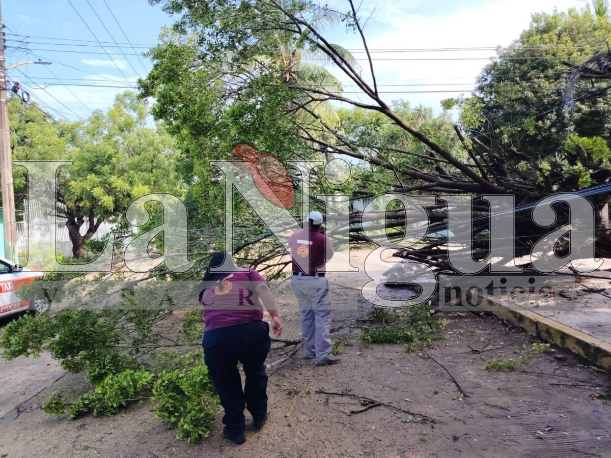 Tormenta eléctrica derriba árboles y techos en Acayucan. 3 img 20250723 wa01503768130489591815175