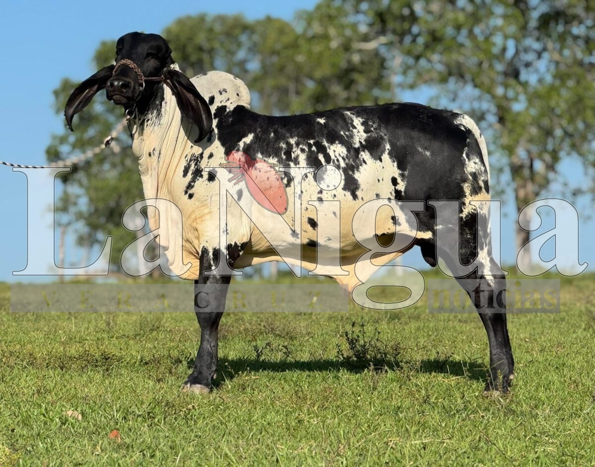 Ganadería Zuñiturb lleva genética bovina mexicana a Estados Unidos. 3 img 20250731 wa00244781357395192551553