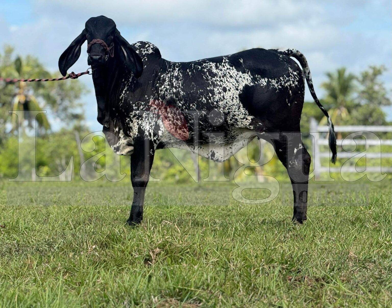 Ganadería Zuñiturb lleva genética bovina mexicana a Estados Unidos.