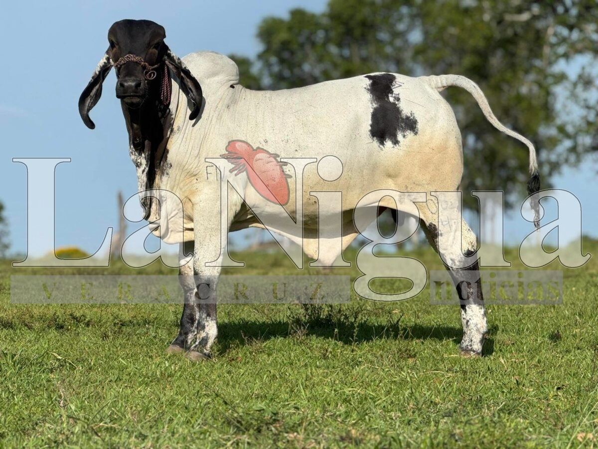 Ganadería Zuñiturb lleva genética bovina mexicana a Estados Unidos. 2 img 20250731 wa00304649720182537252330