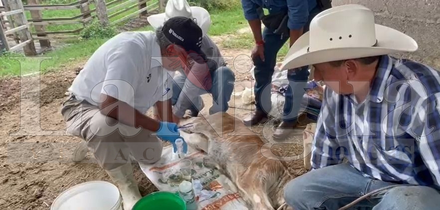 Gusano barrenador se extiende a 14 municipios de Veracruz; SENASICA reporta 80 casos 4 img 20250731 wa01277950541817695435758