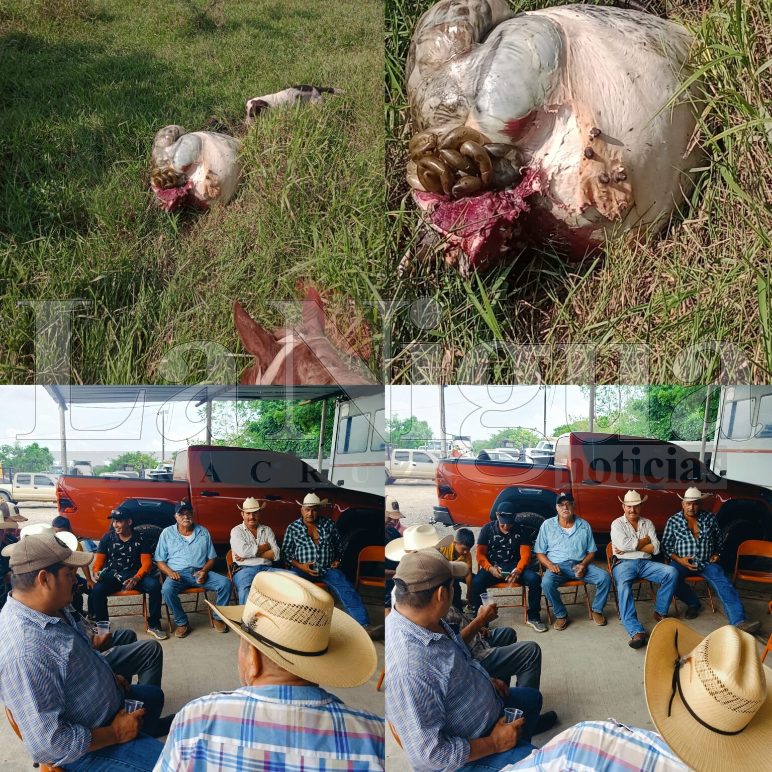 Ganaderos de Las Choapas denuncian inacción de la Fiscalía ante robo de ganado