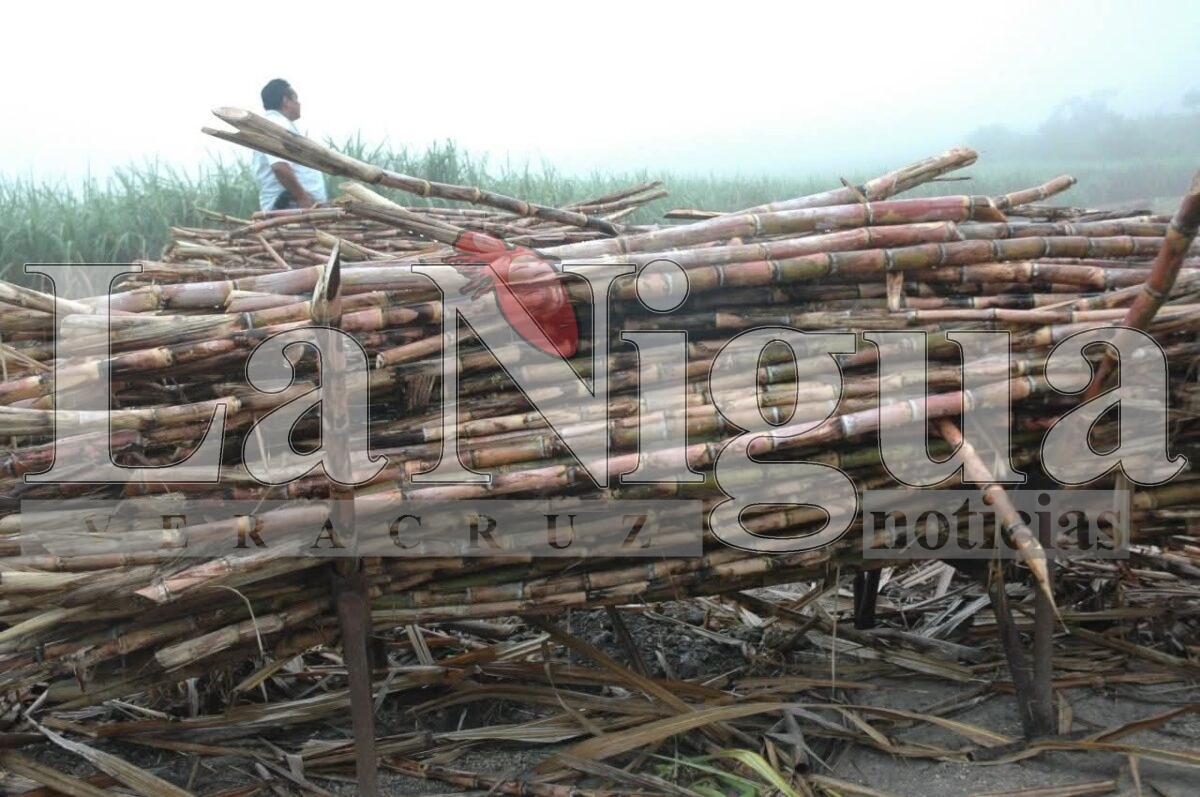 Más de 2, 500 cañeros en no alcanzaron liquidación y adeudan al ingenio.