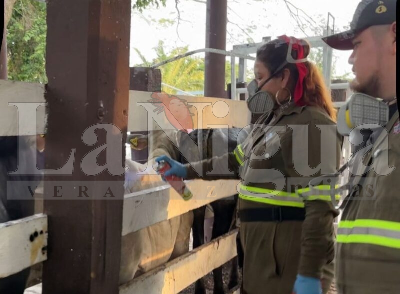En la lucha contra el gusano barrenador, Playa Vicente ya cuenta con un punto de baño para ganado. 4 img 20250804 wa00723877754329508828232