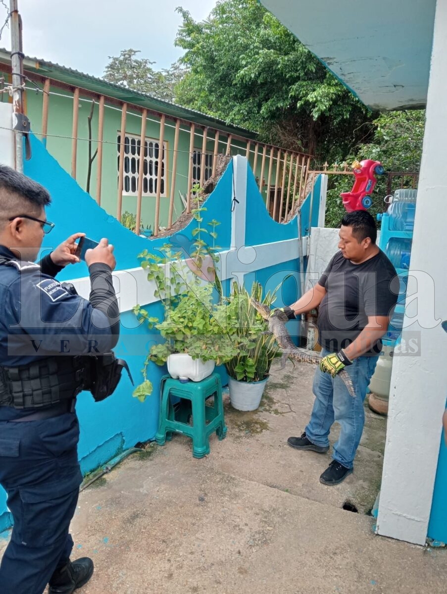 Capturan a lagarto en domicilio de Minatitlán; fue hallado entre plantas de ornato 4 img 20250806 wa01197982979592790128985
