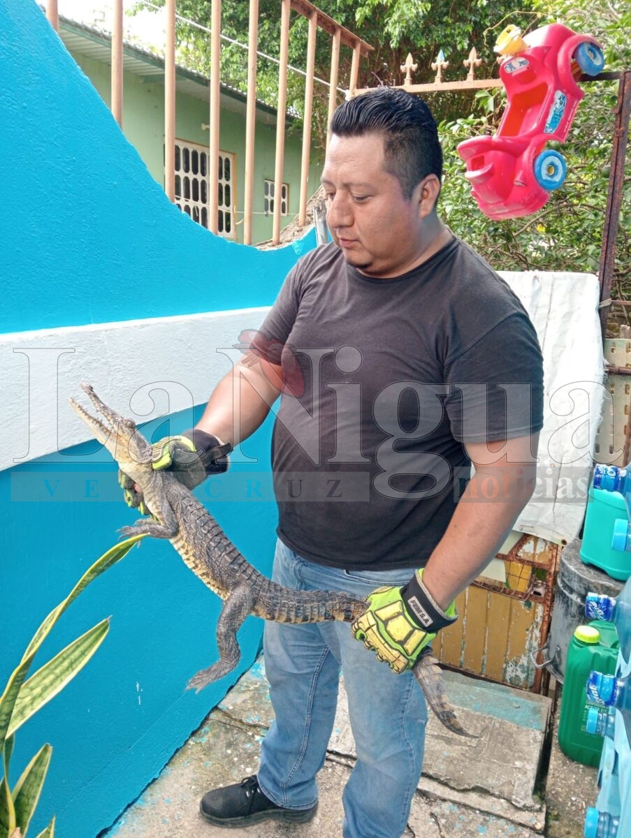 Capturan a lagarto en domicilio de Minatitlán; fue hallado entre plantas de ornato 2 img 20250806 wa01211255139252217976068