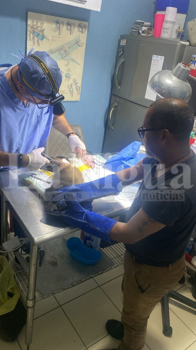 RESCATA PC A MONO AULLADOR EN ZONA RURAL DE MINATITLÁN 4 img 20250806 wa0152305043254942149136
